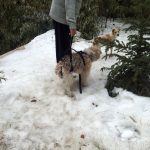 La plimbare cu hamul pentru sustinere totala in iarna lui 2011