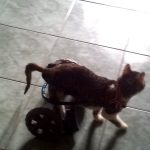 proteza tip carucior pentru o felina paralizata la picioarele din spate