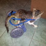 proteza pentru o felina paralizata la picioarele din spate realizata de echipa de medici Pethelp